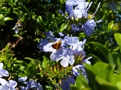 Hylephila fasciolata