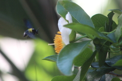 Xylocopa caffra