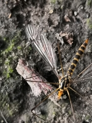 Nephrotoma flavipalpis