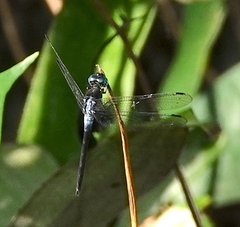 Cannaphila insularis