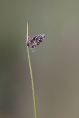 Isolepis setacea