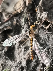 Nephrotoma flavipalpis