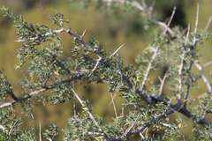 Wiborgia