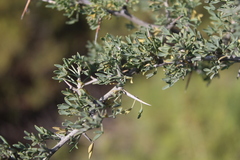 Wiborgia