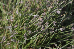 Isolepis setacea