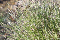 Isolepis setacea