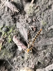 Nephrotoma flavipalpis