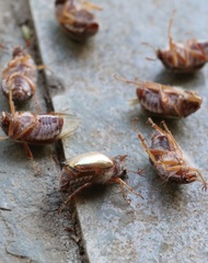 Phytholaema mutabilis