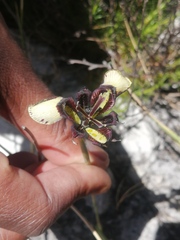 Moraea lurida
