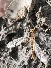 Nephrotoma flavipalpis
