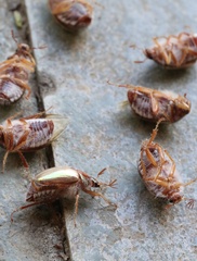 Phytholaema mutabilis