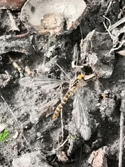Nephrotoma flavipalpis