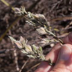 Amphithalea tomentosa
