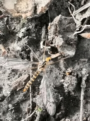 Nephrotoma flavipalpis