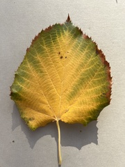 Tilia