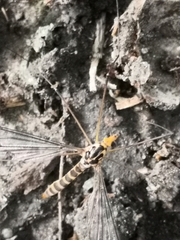 Nephrotoma flavipalpis