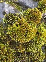 Orthotrichum anomalum