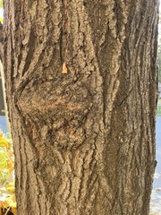 Tilia