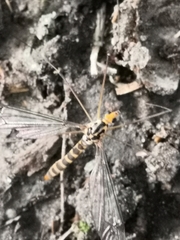 Nephrotoma flavipalpis