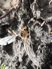 Nephrotoma flavipalpis