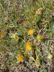 Conicosia pugioniformis