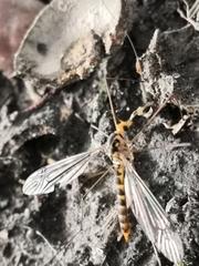 Nephrotoma flavipalpis