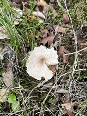 Fungi