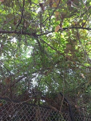 Vitis californica
