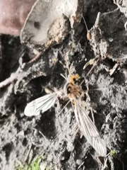Nephrotoma flavipalpis