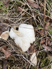 Fungi