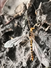 Nephrotoma flavipalpis