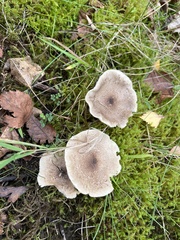 Fungi