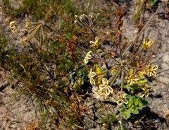 Pelargonium lobatum