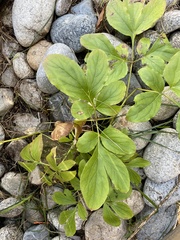 Rudbeckia laciniata