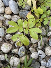 Rudbeckia laciniata