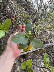 Weinmannia