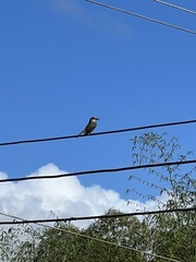 Tyrannus dominicensis