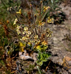 Pelargonium lobatum