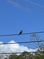 Tyrannus dominicensis