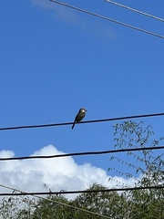 Tyrannus dominicensis