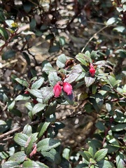 Gaultheria