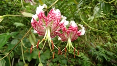 Lilium speciosum