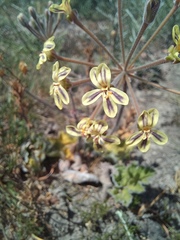 Pelargonium lobatum