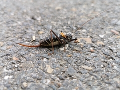 Lluciapomaresius stalii