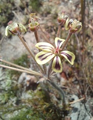 Pelargonium lobatum