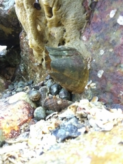 Striatobalanus amaryllis