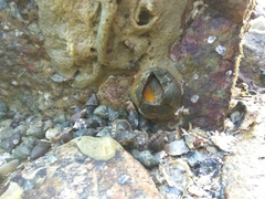 Striatobalanus amaryllis