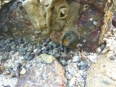 Striatobalanus amaryllis