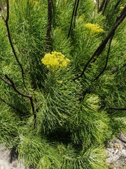 Hymenolepis