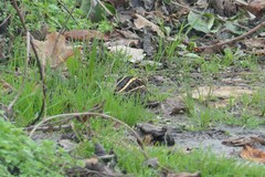 Lymnocryptes minimus